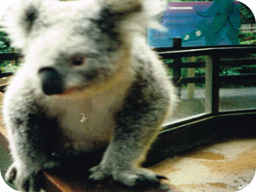 Webinar: Australien Webinar - Ganz Australien