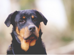 Webinar: Fütterungsprobleme bei Hund und Katze: Was tun, wenn...?