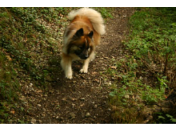 Webinar: Vergiftung beim Hund - Giftpflanzen
