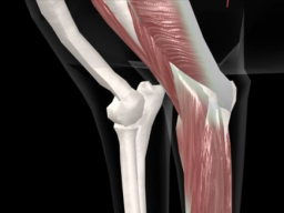 Webinar: Der Ellbogen und die Schulter des Hundes aus Sicht des Physios