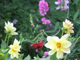 Webinar: Blüten und Kräuter