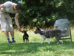 Webinar: Hunde-Alltags-Quiz T2