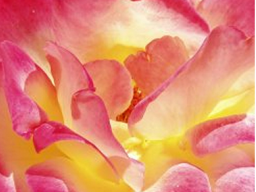 Webinar: REIKI für Mutter und Kind