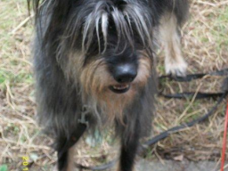 Webinar: Mein Hund tut was - Offene Fragestunde für Hundehalter