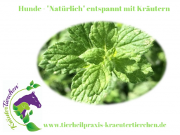 Webinar: "Natürlich" entspannt mit Kräutern