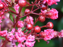 Webinar: Sommerspaziergang