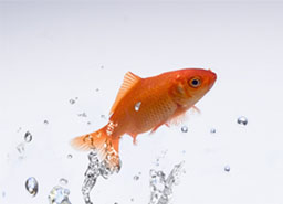 Webinar: Mit Webinaren begeistern