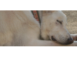 Webinar: Ausdrucksverhalten Hund