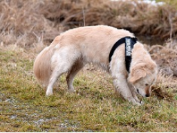 Webinar: Tiergestützte Therapie mit Hunden