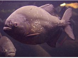 Webinar: Piranha Akquise - Ehrlich, Direkt und Schnell zum Abschluss
