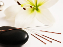 Webinar: Einführung in die Traditionelle Chinesische Tiermedizin (TCVM) - Block 6