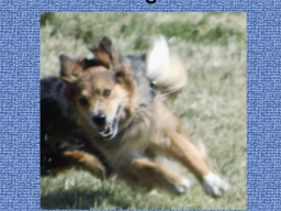 Webinar: Wie auch Dein Hund zuverlässig kommt