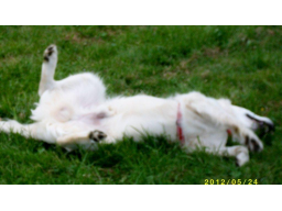 Webinar: Ausdrucksverhalten Hund