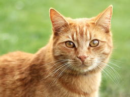 Webinar: Offene Sprechstunde Katzen BARFen & Katzen-Ernährung