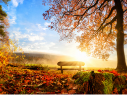 Webinar: Herbst-Zeit - Stärkung des Immunsystems und wie Du gut durch die Erkältungszeit kommst