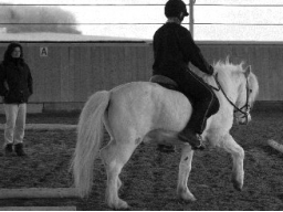 Webinar: Wendungen im Gleichgewicht reiten