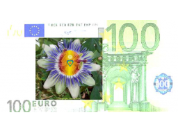 Webinar: Regiert Geld auch Deine Welt ?