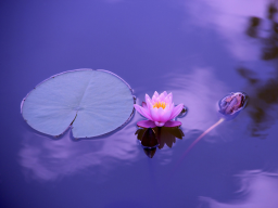 Webinar: Liebe Dich selbst, und das Leben liebt Dich.