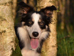 Webinar: Hundehalter unter Druck