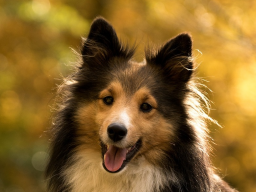 Webinar: Kommunikation für Hundetrainer