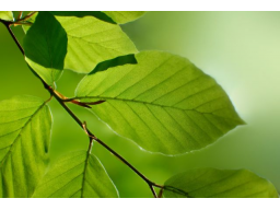 Webinar: Element Holz - Frühlingserwachen in Ihrem Institut