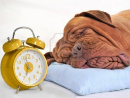 Webinar: Schlaflos im eigenen Bett!?