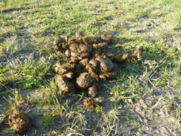 Webinar: Grundlagen der Parasitenbekämpfung beim Pferd I: Kleine Strongyliden und Prinzip der Selektiven Entwurmung