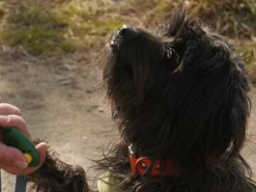 Webinar: Ausbildung zum Kindergartenhund