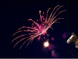 Webinar: *Mache die Silvesternacht zu Eurem (Mensch & Tier) Event*