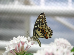 Webinar: Aromatherapie