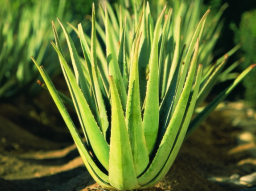 Webinar: Brauchen wir heute noch die Aloe Vera?