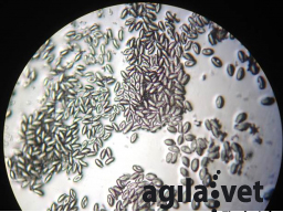 Webinar: Zeitgemäßes Endoparasitenmanagement beim Pferd