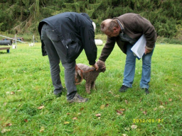 Webinar: Sachkunde Hund - Lernverhalten