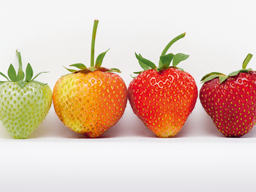 Webinar: Betriebliches Gesundheitsmanagement