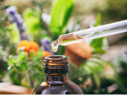 Webinar: Zingiber officinale und Curcuma zanthorrhiza - Vorstellung der neuen Pflanzen 2017