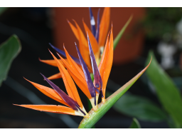 Webinar: Exotische Ausschnitte