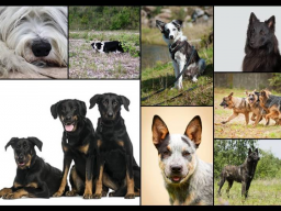 Webinar: Hütehunde - Genie oder Wahnsinn?