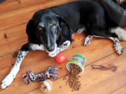 Webinar: Belohnungsmöglichkeiten im Hundetraining