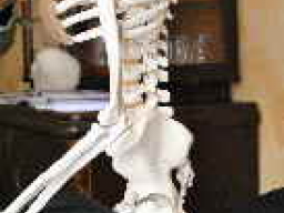 Webinar: Der Sitz des Reiters tierphysiotherapeutisch erklärt