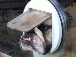 Webinar: Übergewicht beim Hund und die Auswirkungen auf den Bewegungsapparat