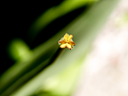 Webinar: Gutes Sterben - Besseres Leben