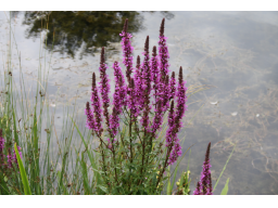 Webinar: Besinnliches