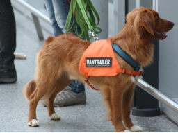 Webinar: Mantrailing Grundlagen für Anfänger