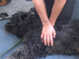 Webinar: Erste Hilfe beim Hund