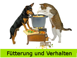 Webinar: Fütterung & Verhalten beim Hund