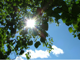 Webinar: Vitamin D - auch im Sommer ein Thema?