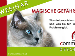 Webinar: Katzen - magische Gefährten. Was Ihre Katze braucht um glücklich zu sein und was Sie tun können, wenn es Probleme gibt.