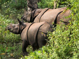 Webinar: Facettenreiches Nepal
