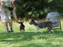 Webinar: Hunde-Alltags-Quiz T3