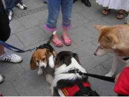 Webinar: Hunde-Alltags-Quiz T1